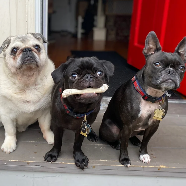 OG-pups-image